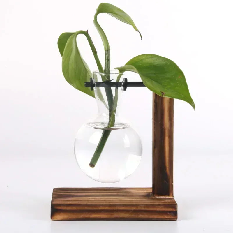Hydroponic Glass Terrarium Vase