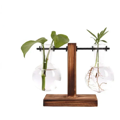 Hydroponic Glass Terrarium Vase