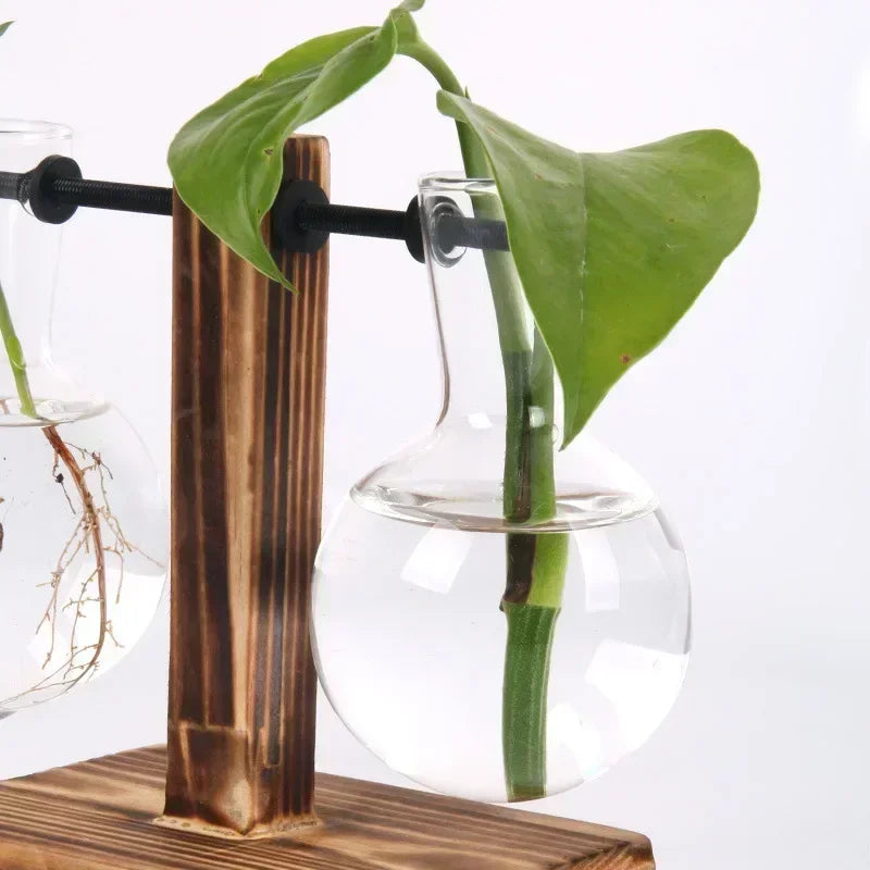 Hydroponic Glass Terrarium Vase