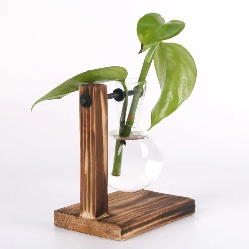 Hydroponic Glass Terrarium Vase