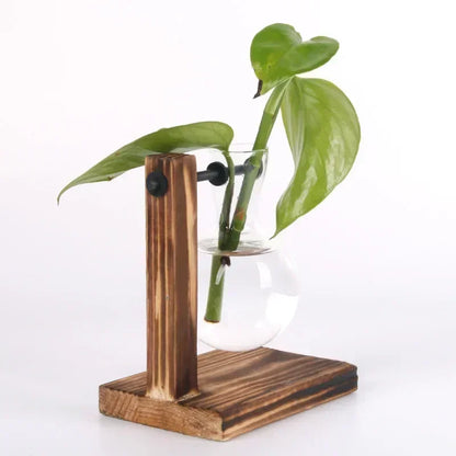 Hydroponic Glass Terrarium Vase